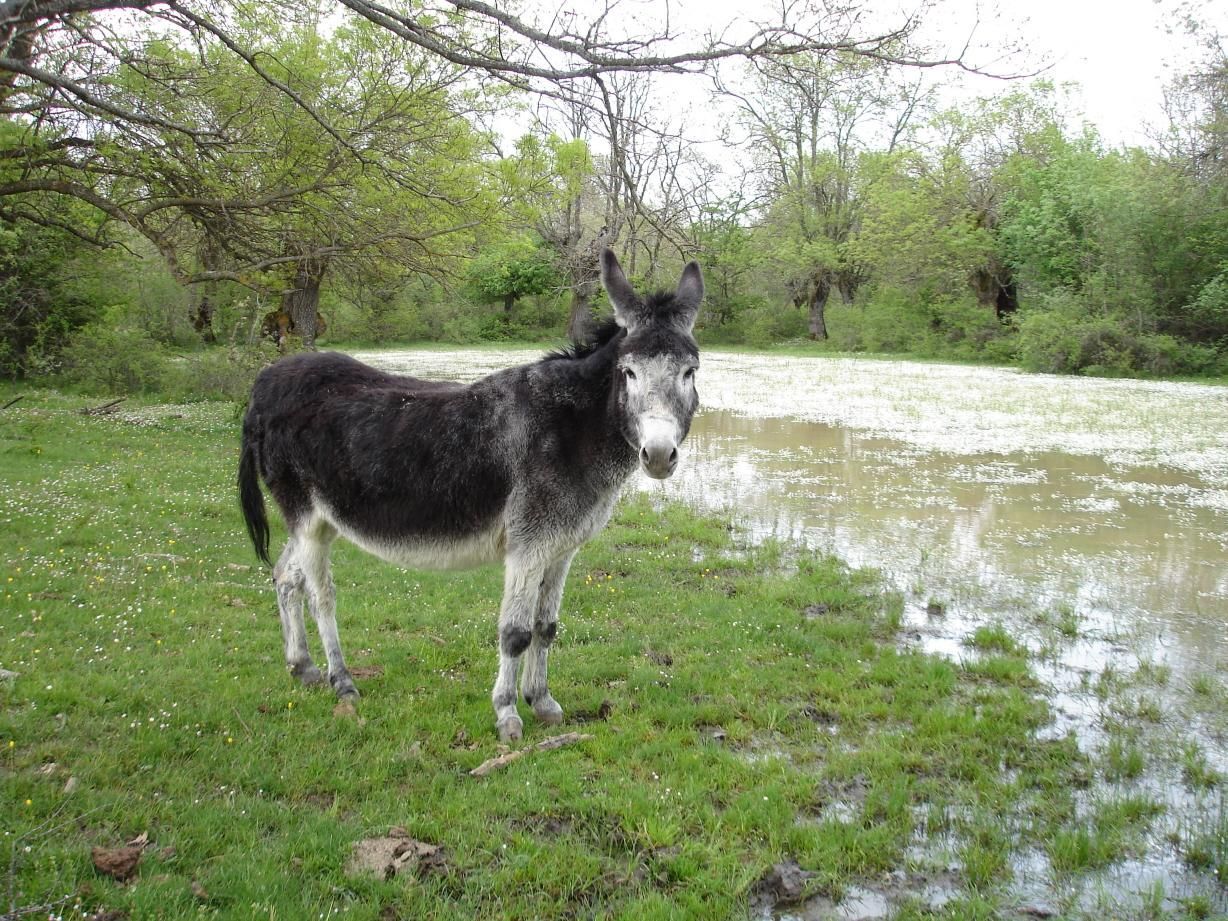 La dehesa de Quintanapalla